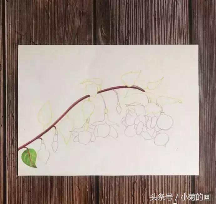 手工灯笼古风花,彩铅喇叭花教程