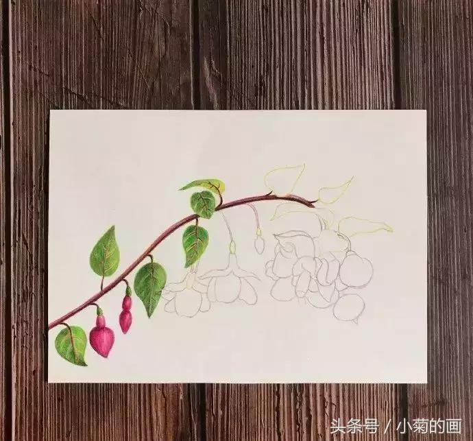 手工灯笼古风花,彩铅喇叭花教程