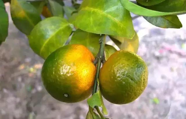 柑橘转色后又泛黄是什么原因,柑橘在成熟时果子返绿是什么原因
