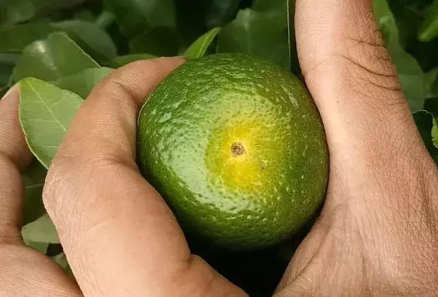柑橘转色后又泛黄是什么原因,柑橘在成熟时果子返绿是什么原因