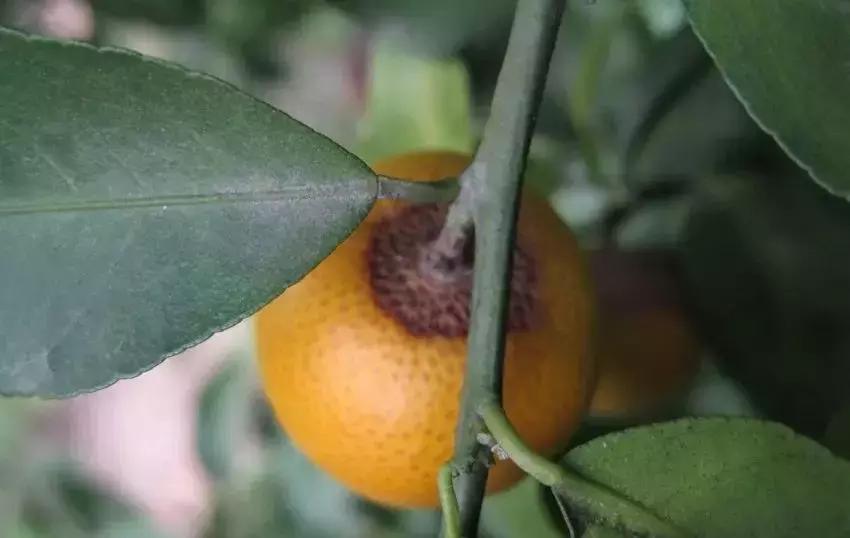 柑橘转色后又泛黄是什么原因,柑橘在成熟时果子返绿是什么原因