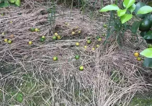 柑橘转色后又泛黄是什么原因,柑橘在成熟时果子返绿是什么原因