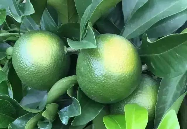 柑橘转色后又泛黄是什么原因,柑橘在成熟时果子返绿是什么原因