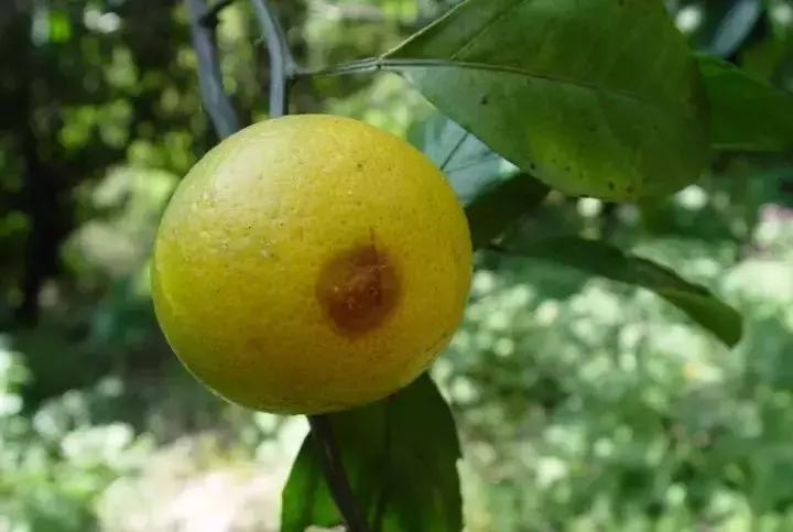 柑橘转色后又泛黄是什么原因,柑橘在成熟时果子返绿是什么原因