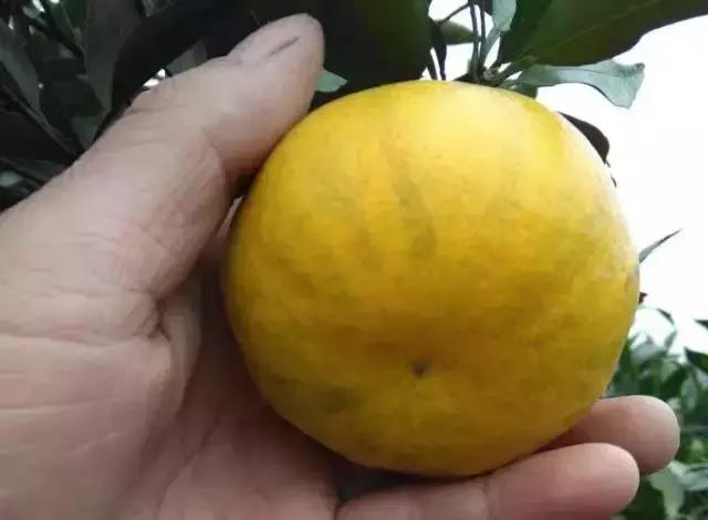 柑橘转色后又泛黄是什么原因,柑橘在成熟时果子返绿是什么原因