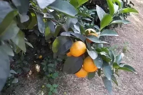 柑橘转色后又泛黄是什么原因,柑橘在成熟时果子返绿是什么原因