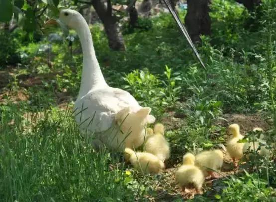 有机农业，你不知道的伤和痛
