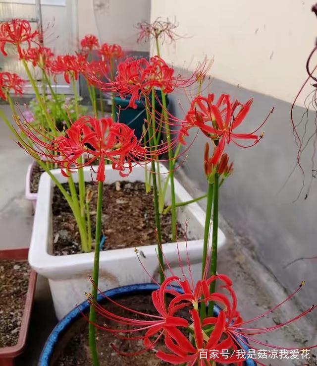 彼岸花冬天怎么养护,彼岸花日常养护
