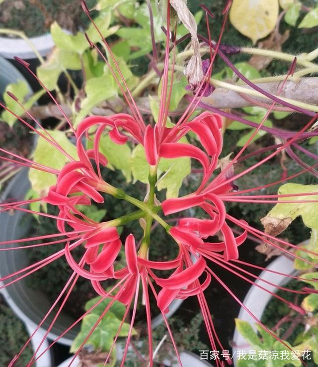 彼岸花冬天怎么养护,彼岸花日常养护