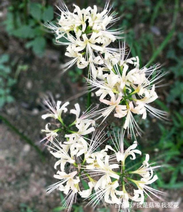 彼岸花冬天怎么养护,彼岸花日常养护