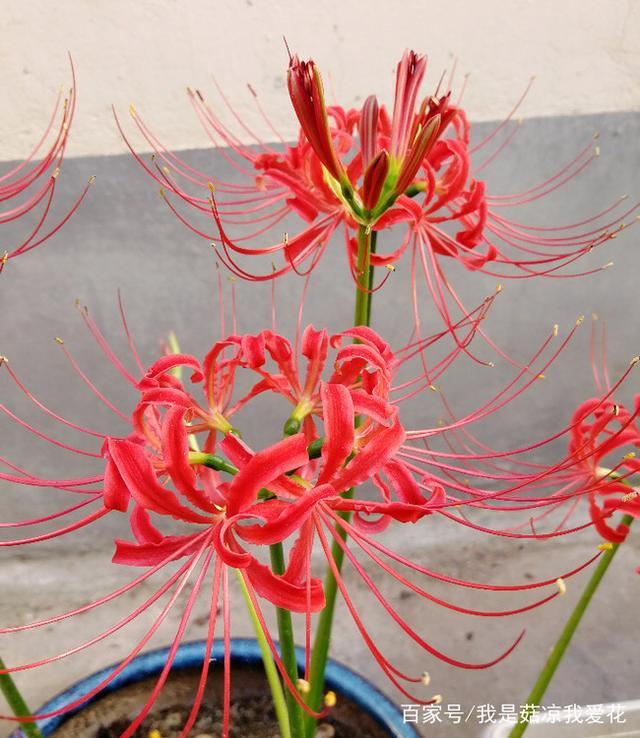 彼岸花冬天怎么养护,彼岸花日常养护