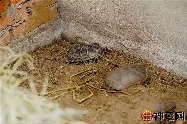 土壤细菌用什么药彻底消除,如何去除土壤中的有害细菌