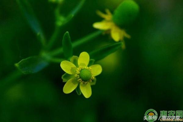 石龙芮功效与作用,石龙芮有什么药用价值