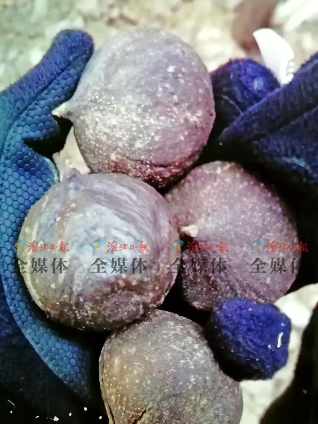 这种果子绝对不能吃,这种水果千万别吃