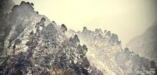 西工大黑科技丨一片竹叶，让他们做出了“飞机贴膜”