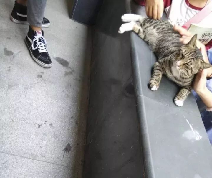 总有一只情绪稳定的猫,一只很有格局的猫