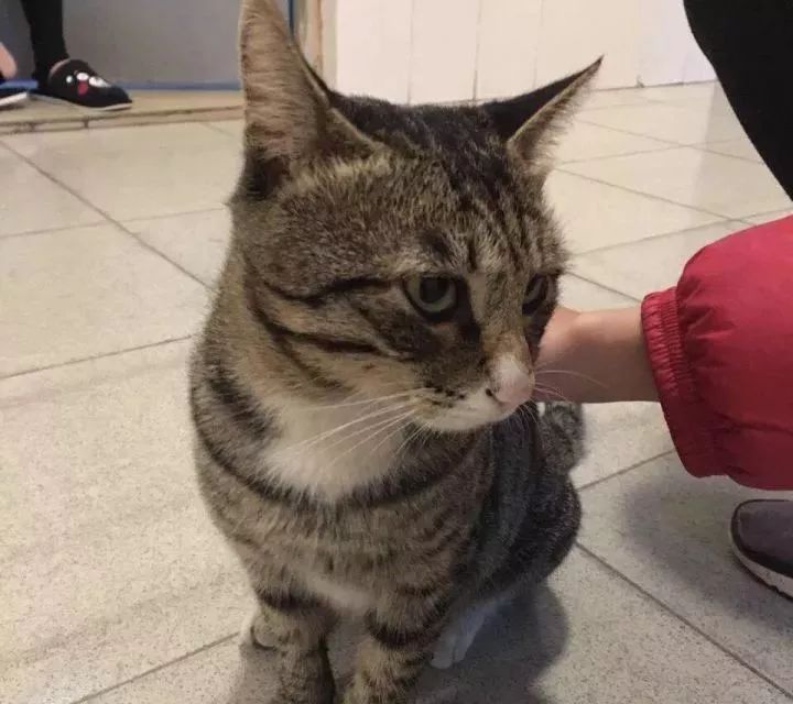 总有一只情绪稳定的猫,一只很有格局的猫