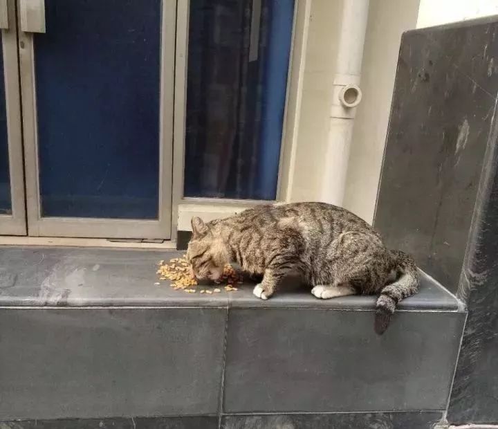 总有一只情绪稳定的猫,一只很有格局的猫