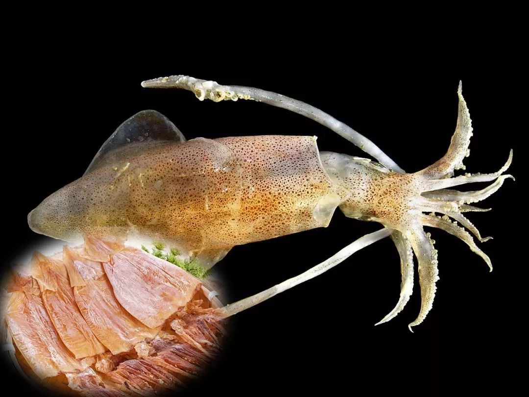 乌贼鱿鱼八爪鱼章鱼有什么区别,章鱼乌贼鱿鱼傻傻分不清怎么办