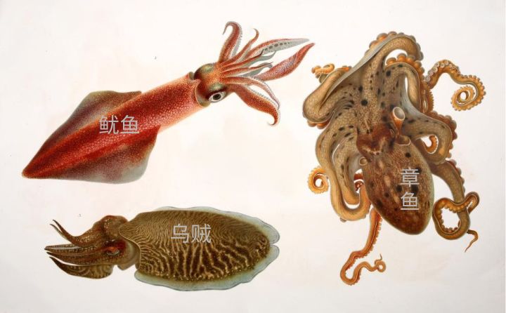 乌贼鱿鱼八爪鱼章鱼有什么区别,章鱼乌贼鱿鱼傻傻分不清怎么办