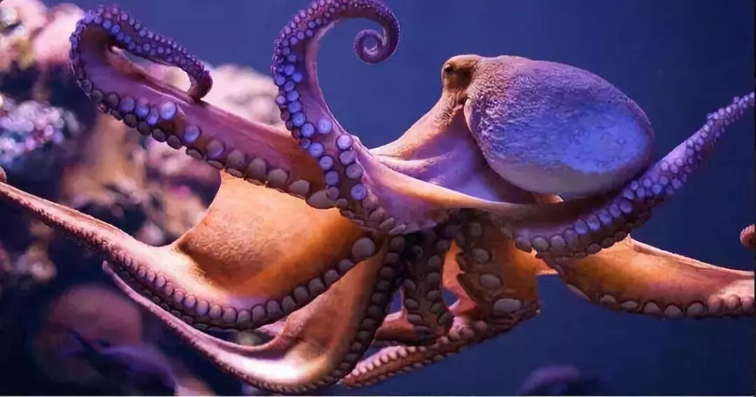 乌贼鱿鱼八爪鱼章鱼有什么区别,章鱼乌贼鱿鱼傻傻分不清怎么办