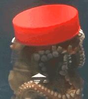 乌贼鱿鱼八爪鱼章鱼有什么区别,章鱼乌贼鱿鱼傻傻分不清怎么办