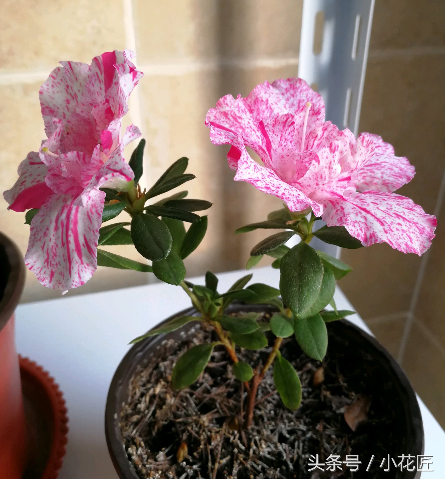 杜鹃花花苞边缘焦,杜鹃花花苞有黑斑怎么办