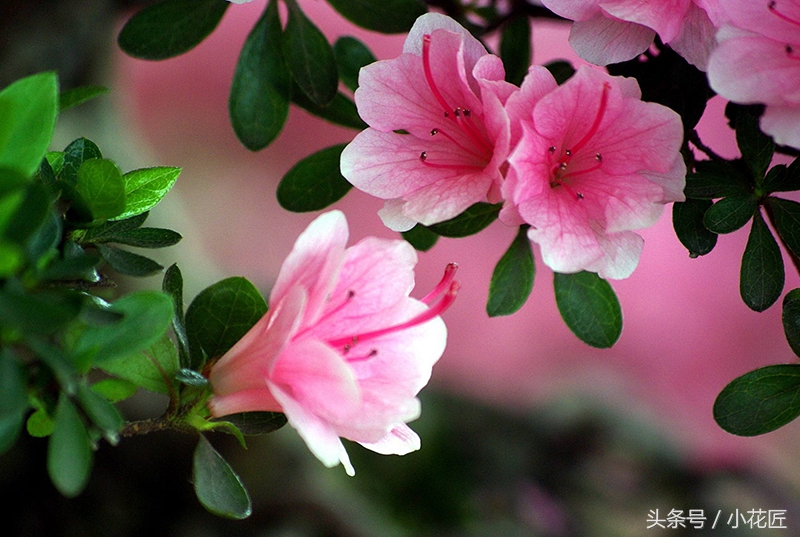 杜鹃花花苞边缘焦,杜鹃花花苞有黑斑怎么办