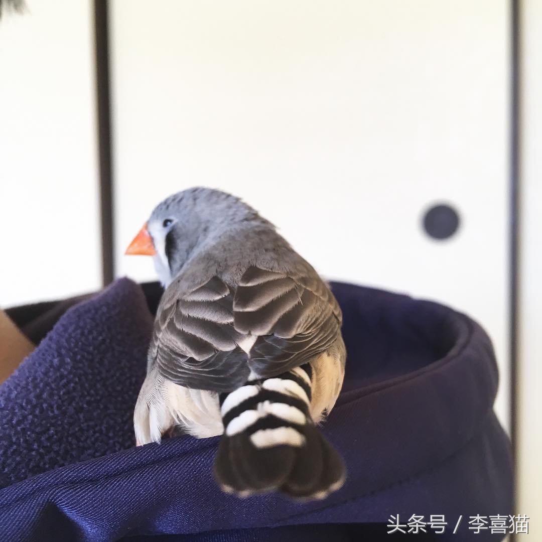 新手主人只要注意这些，就能跟天生胆小谨慎的珍珠鸟搞好关系啦！