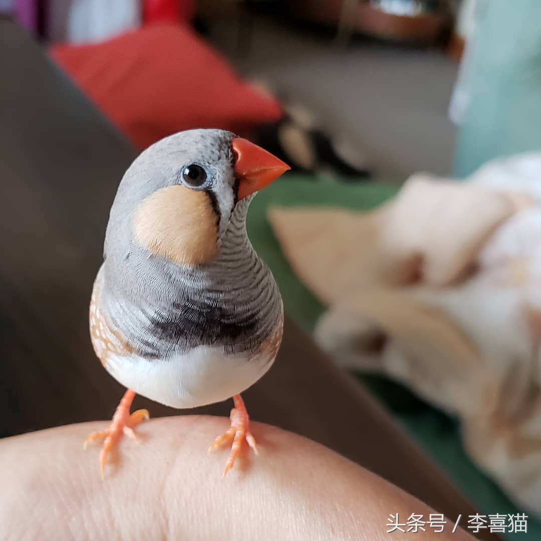 新手主人只要注意这些，就能跟天生胆小谨慎的珍珠鸟搞好关系啦！