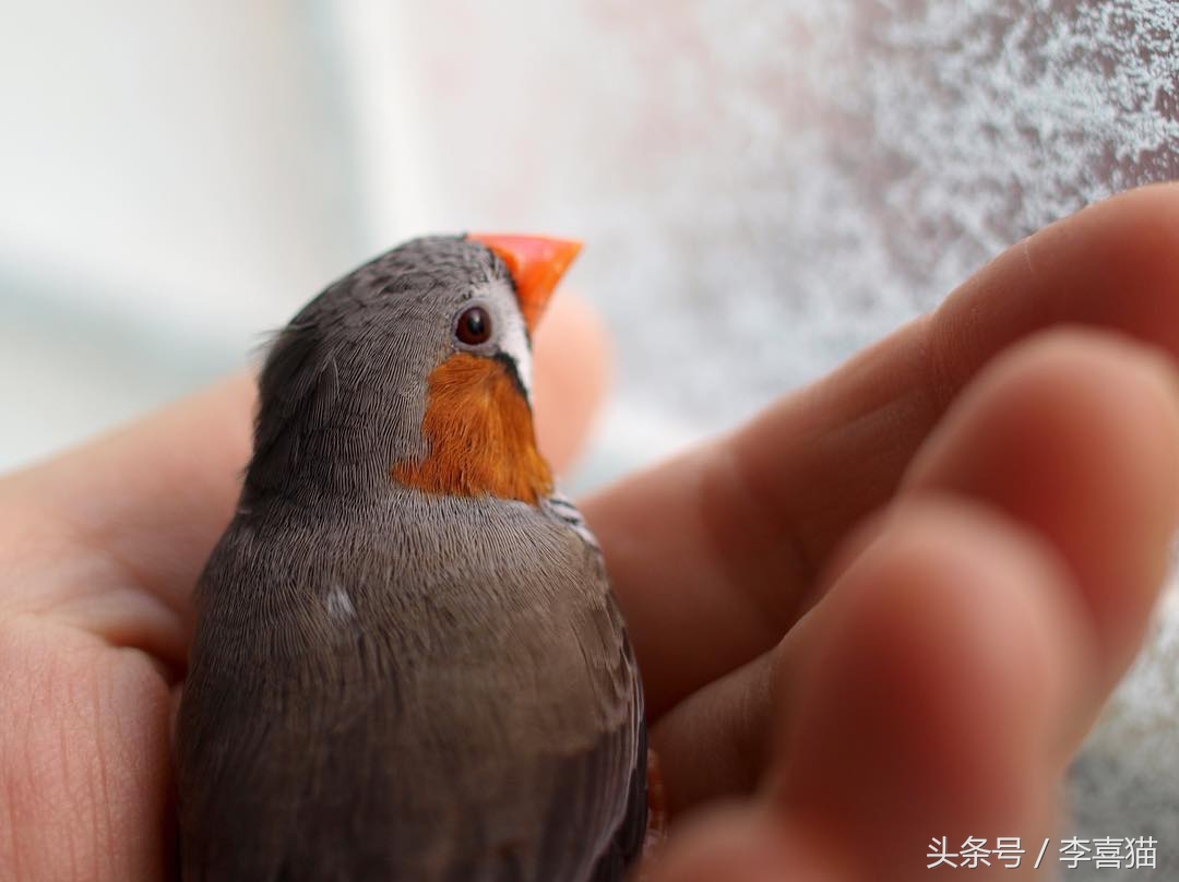 新手主人只要注意这些，就能跟天生胆小谨慎的珍珠鸟搞好关系啦！