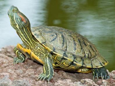 养龟如何不得白眼病,龟有白眼病要一直干养吗