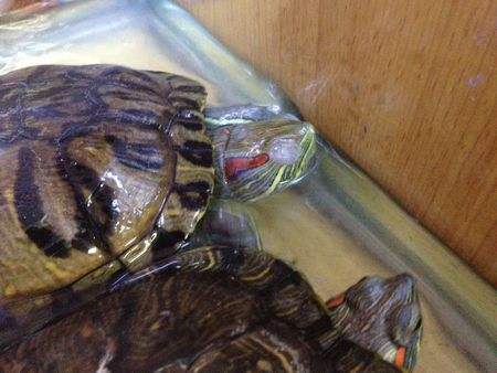 养龟如何不得白眼病,龟有白眼病要一直干养吗