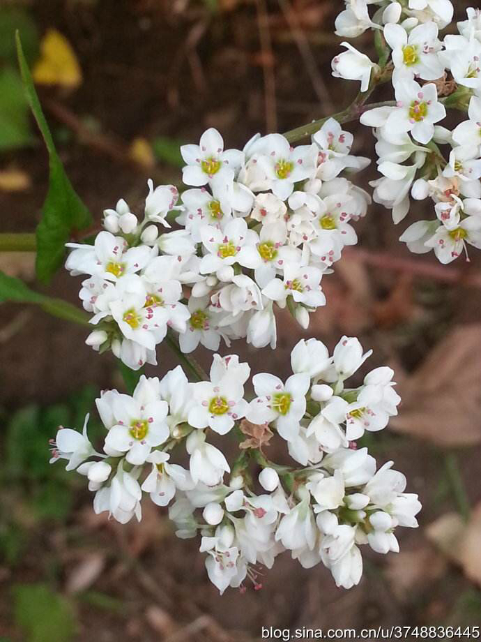 药材天蚕根,荞麦根能治什么病