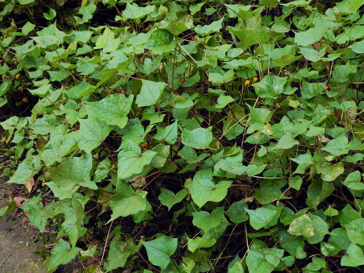 药材天蚕根,荞麦根能治什么病