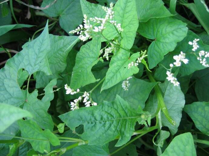 药材天蚕根,荞麦根能治什么病