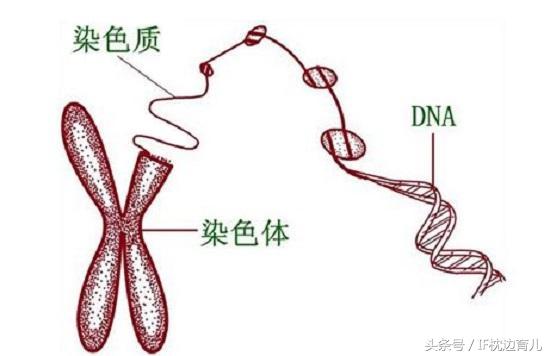 早期唐筛检查一般准确吗,早期唐筛是检查nt吗