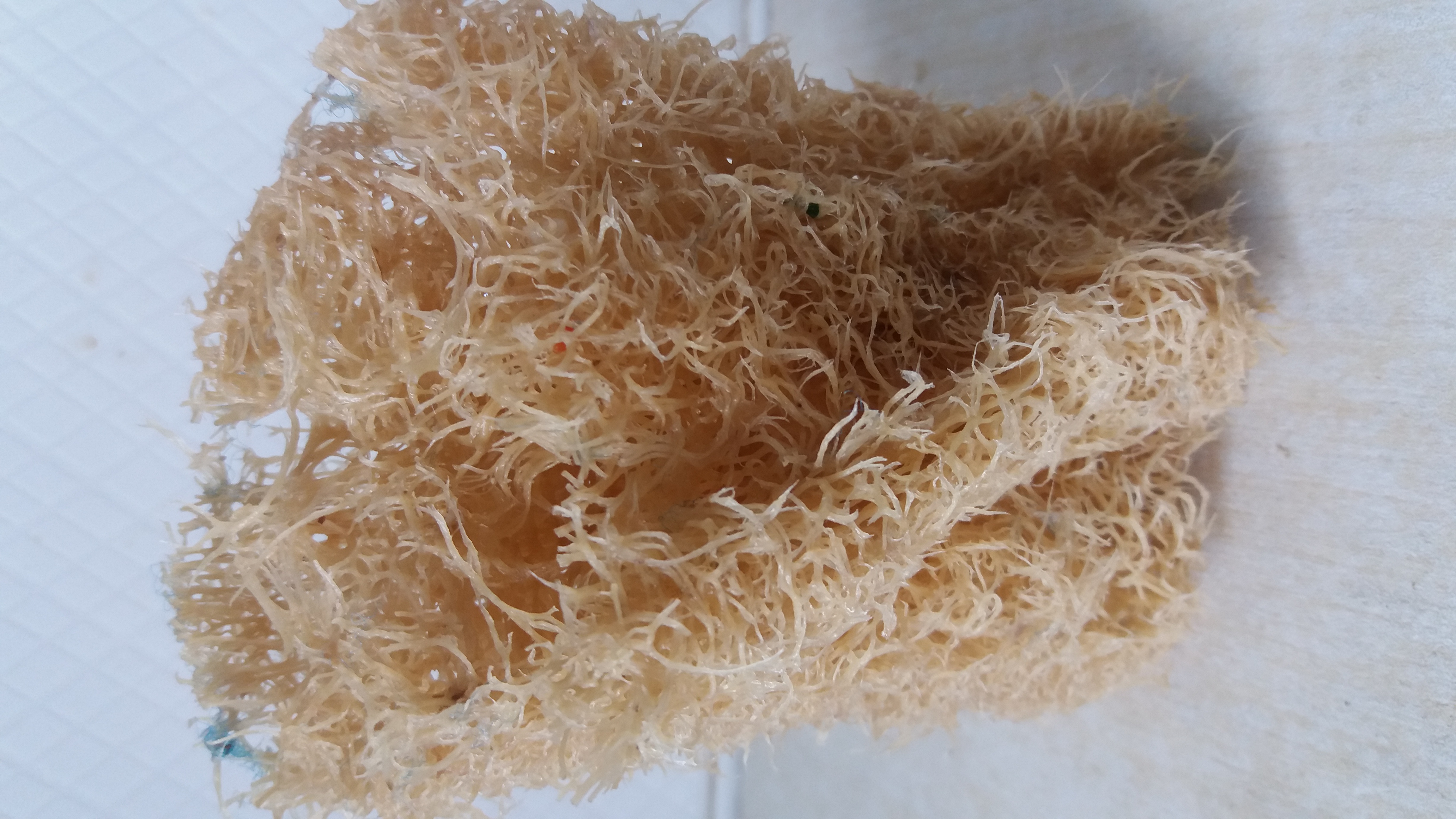 江西萍乡丝瓜,老家的丝瓜藤