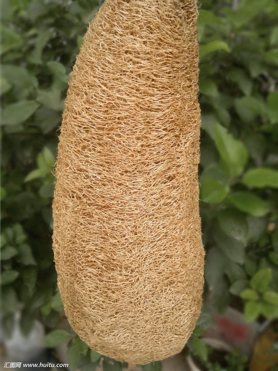 江西萍乡丝瓜,老家的丝瓜藤