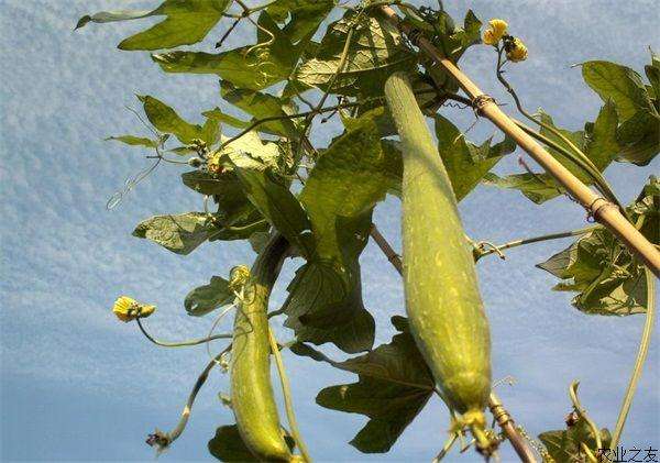 江西萍乡丝瓜,老家的丝瓜藤