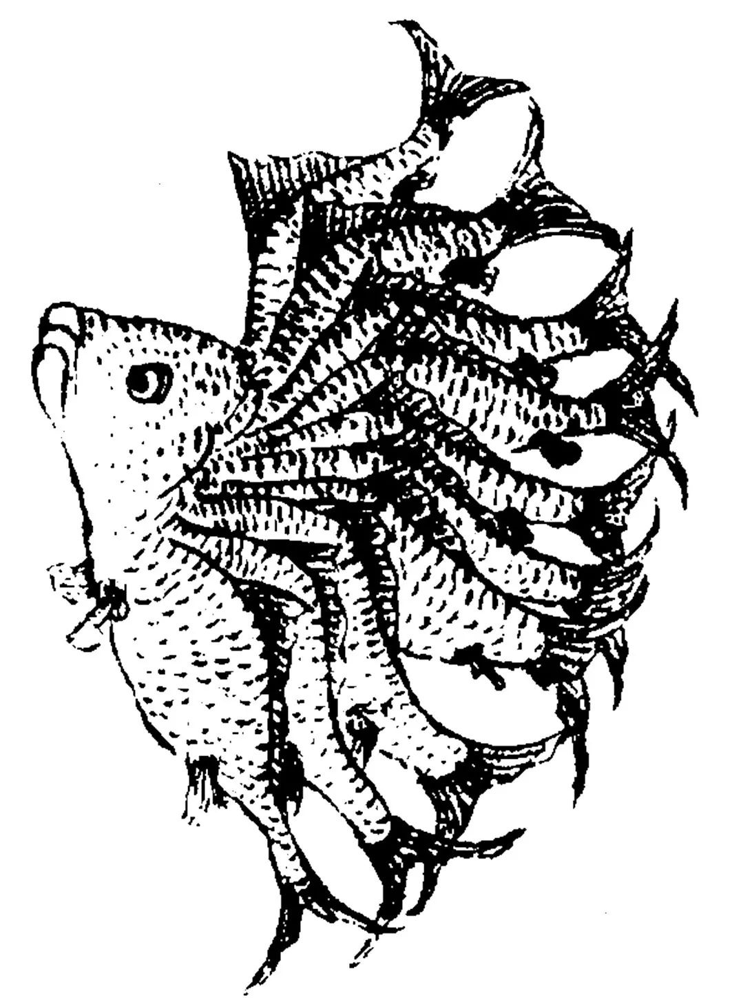 山海经中记载的何罗鱼,山海经何罗鱼在哪里