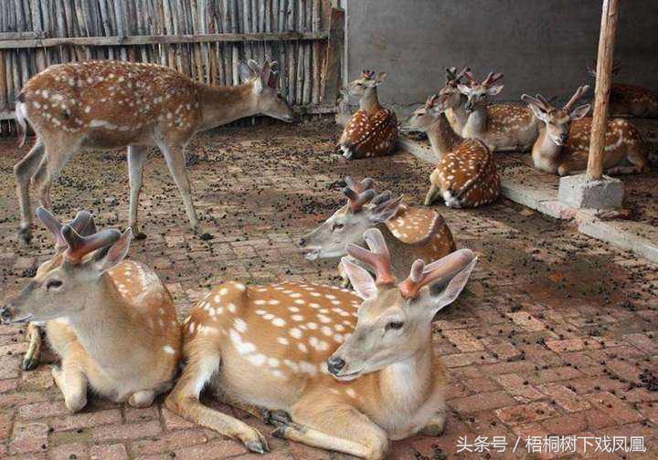 鹿血的科学依据是什么,鹿血可以治血液里的病