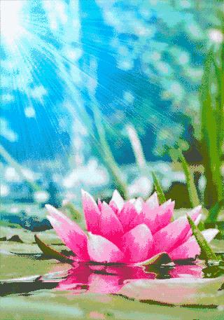 会动的漂亮图片,会动的花草图片