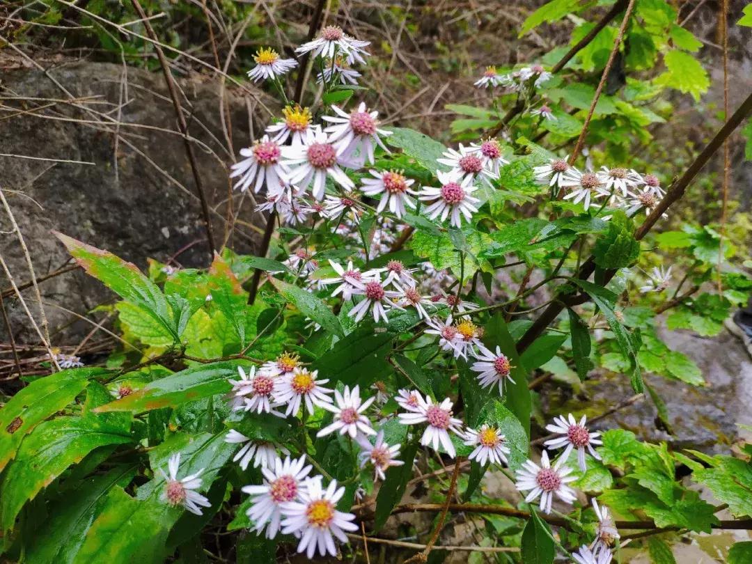 卫辉柳树岭的黄栌红了,卫辉黄栌