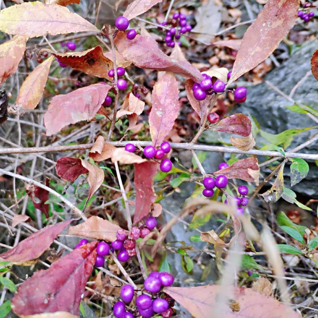 卫辉柳树岭的黄栌红了,卫辉黄栌