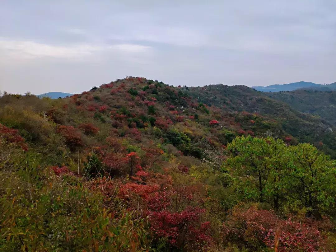 卫辉柳树岭的黄栌红了,卫辉黄栌