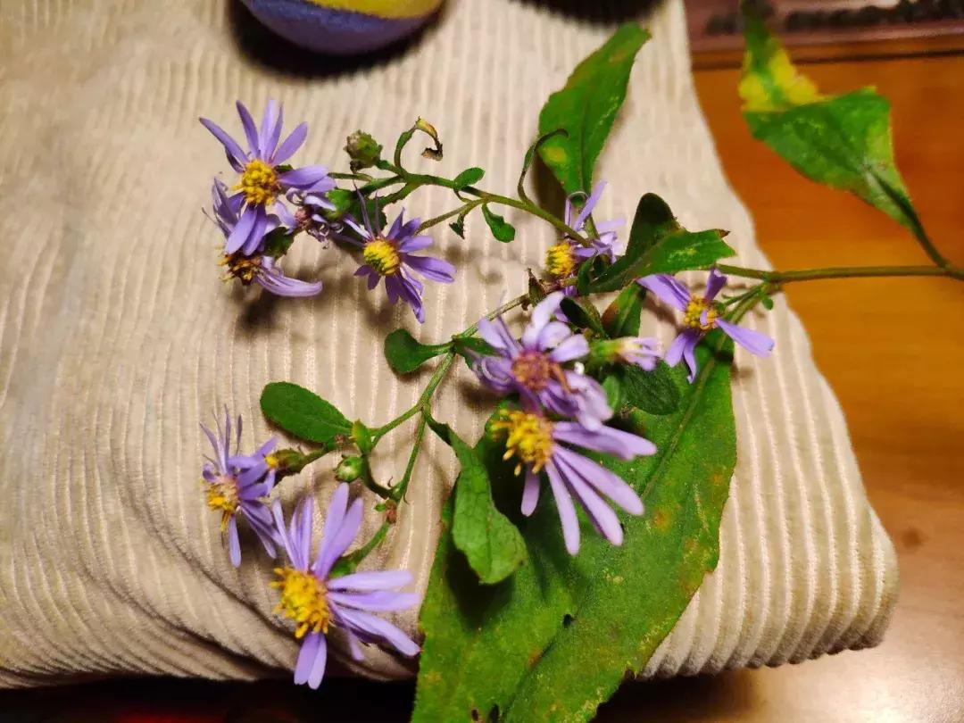 卫辉柳树岭的黄栌红了,卫辉黄栌