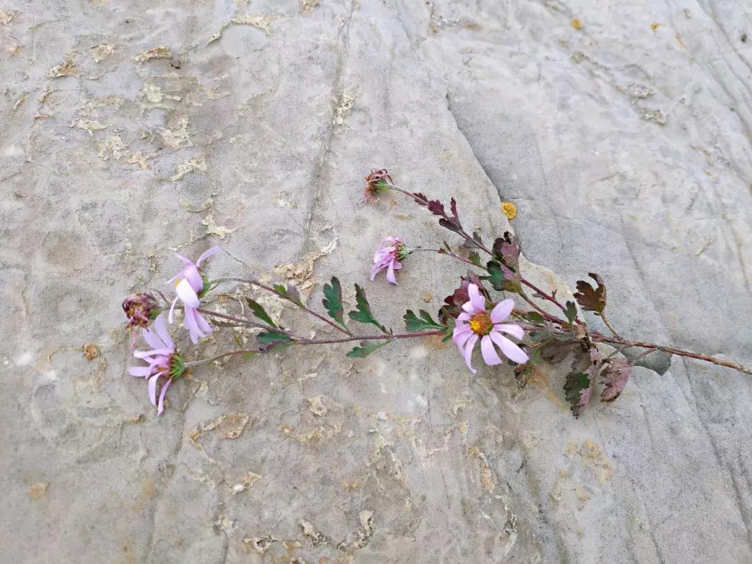 卫辉柳树岭的黄栌红了,卫辉黄栌