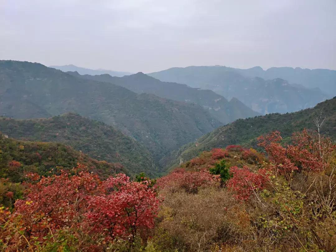 卫辉柳树岭的黄栌红了,卫辉黄栌