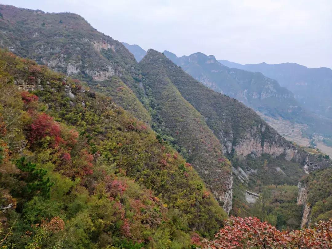 卫辉柳树岭的黄栌红了,卫辉黄栌